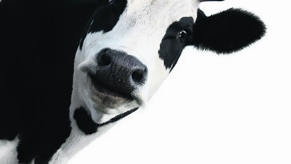 Advances in mastitis detection are  an ‘udder' coup for Cork Image