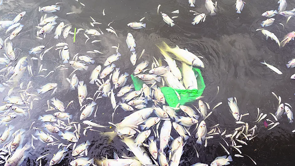 Figures show Cork had the most fish kills from farming in 2016 Image