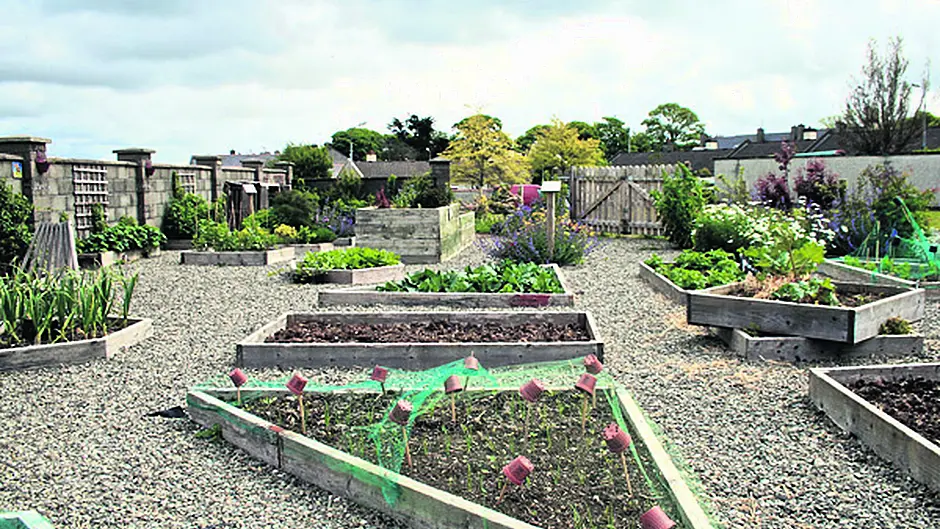 Community Garden in Dunmanway is up for an ‘Excellence' award Image