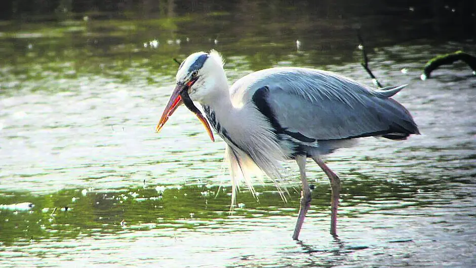 Explore some of West Cork's natural heritage with BirdWatch Ireland Image