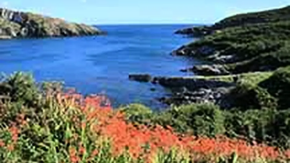 Hurley defends Council after accusations that it ‘butchered' Sherkin Island's hedgerows Image