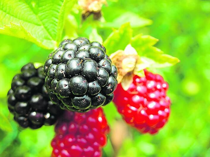 Ubiquitous bramble loved by jam- makers but loathed by gardeners Image