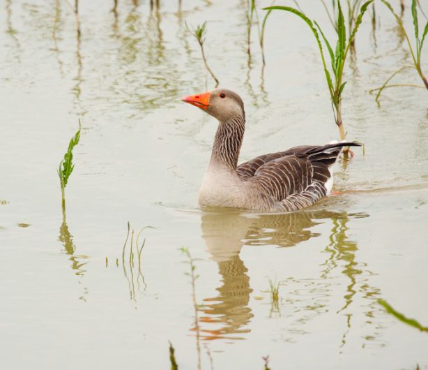 Geese have been domesticated for 4,000 years Image