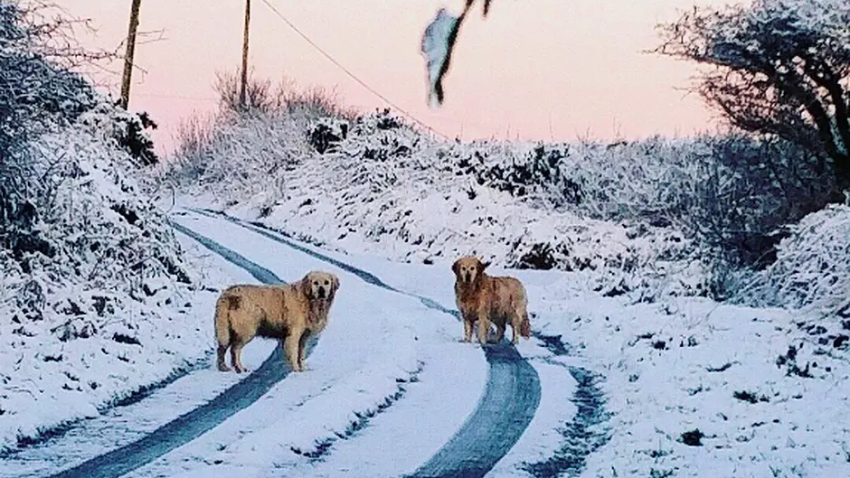Reader Photos: Snow in West Cork Image