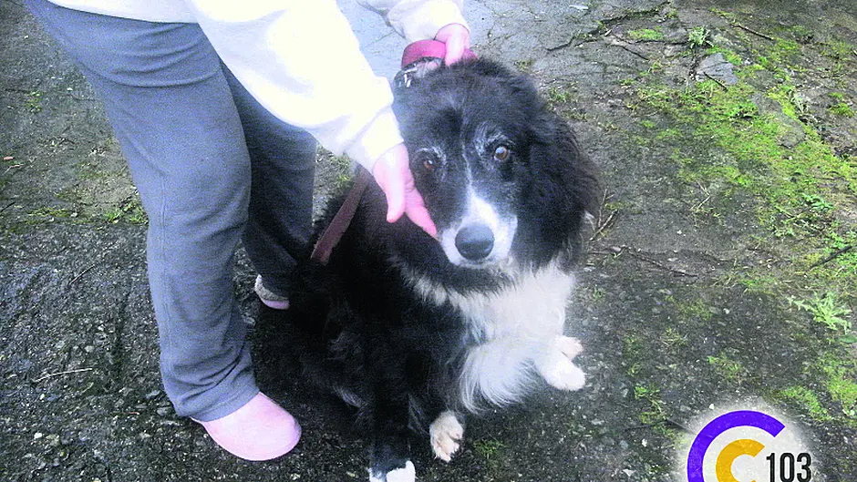 Ann reunites lost Ben with his owners Image