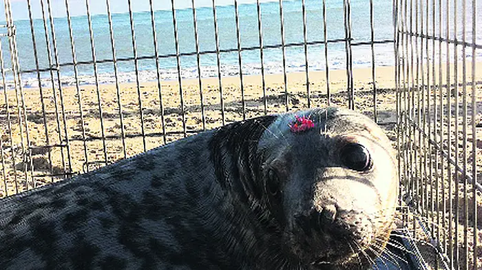 Union Hall seal ‘reunited' with sea Image