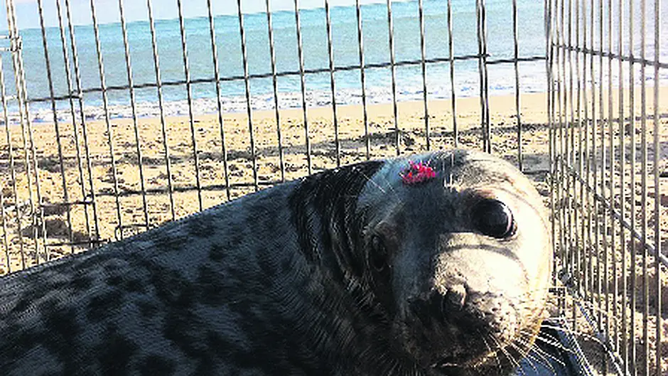 Union Hall seal ‘reunited' with sea Image