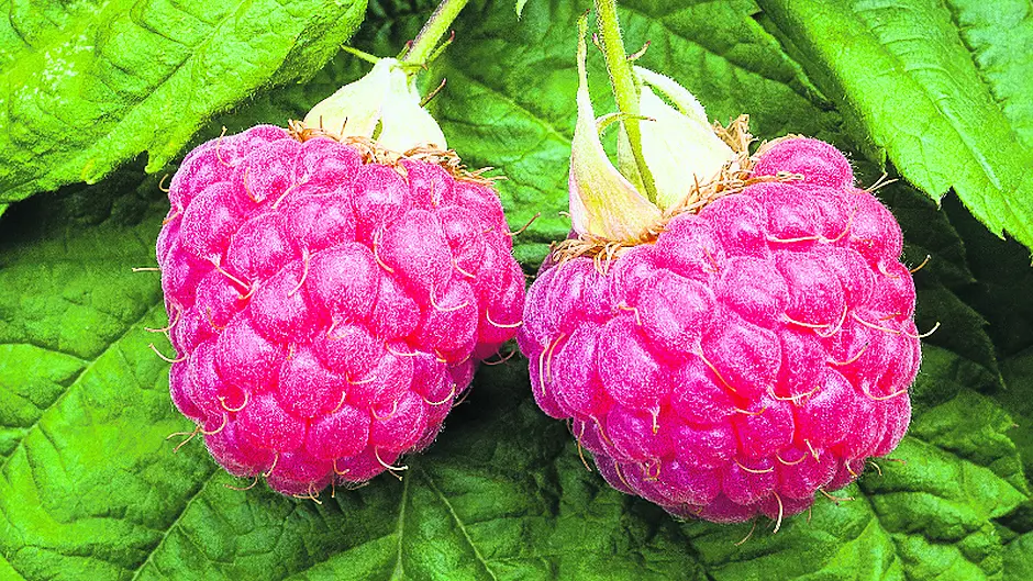 Time to prune soft fruit bushes Image