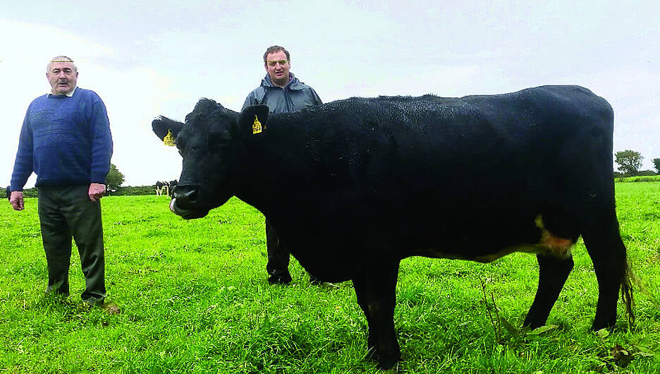 Ireland's oldest cow ‘Jenny' (33) passes away Image