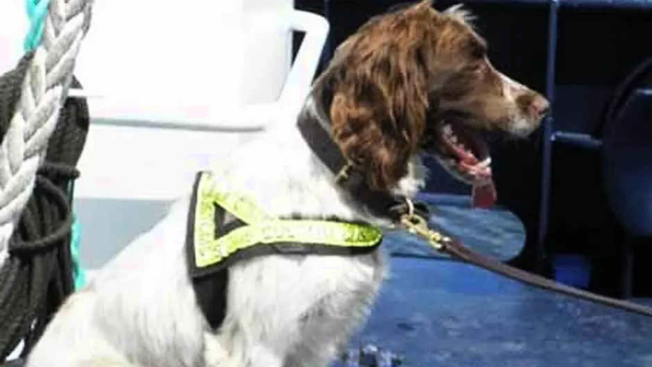 Cigarettes, tobacco, alcohol and cars seized in Skibbereen raid Image