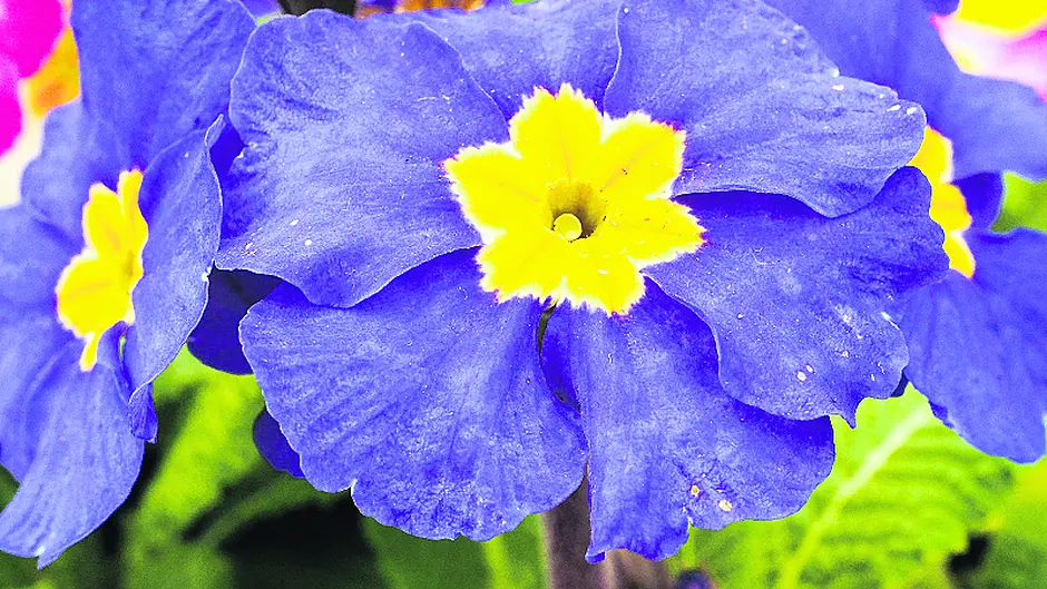 Grow great greens in West Cork! Image