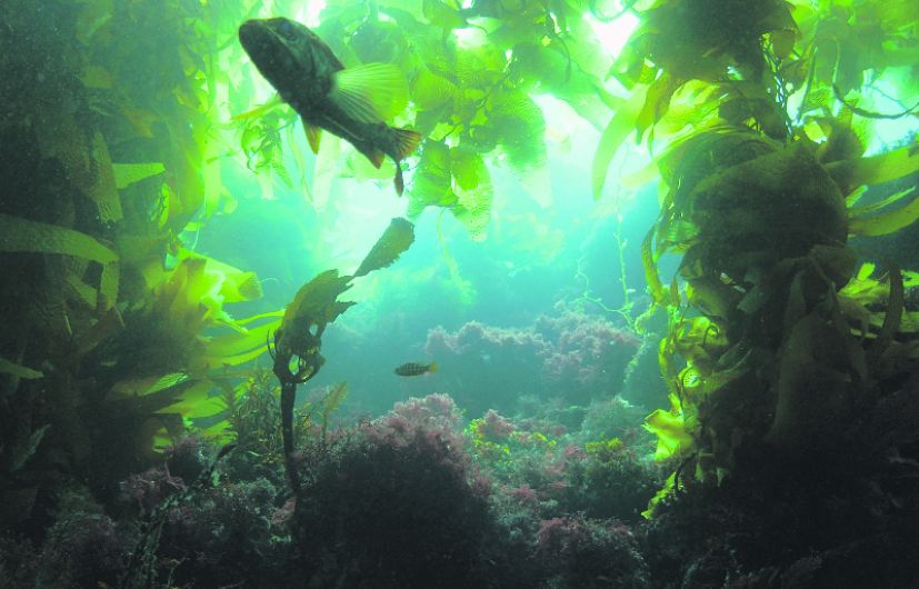 Firm defends plan to harvest 1,800 acres of seaweed in Bantry Bay Image