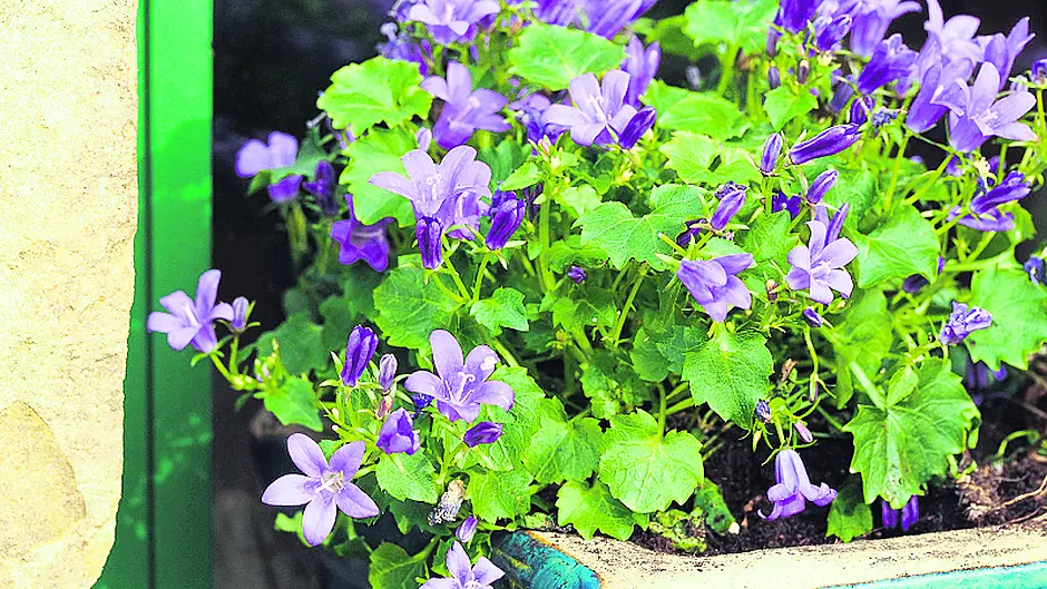 March is the ‘sowing month' Image