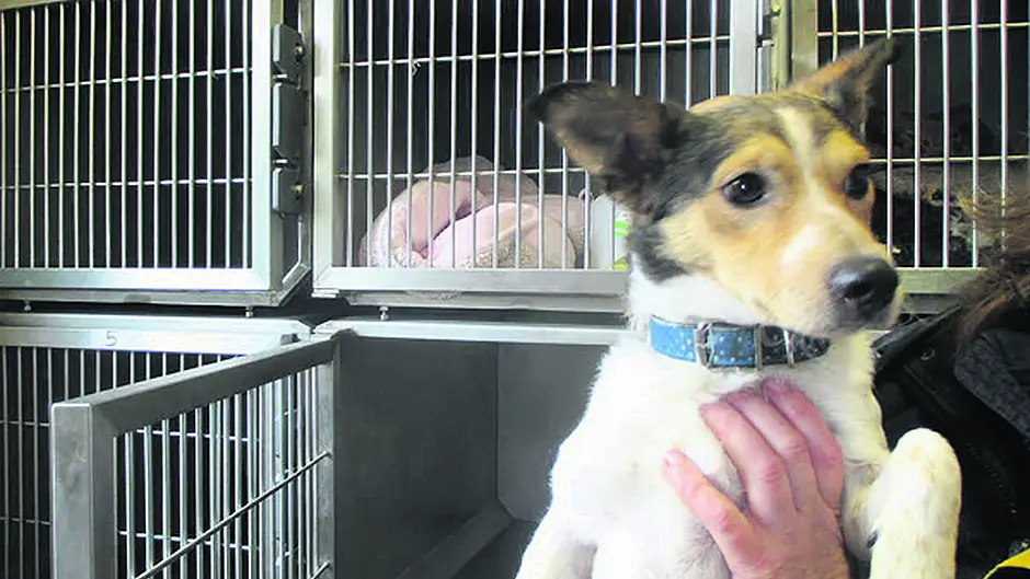 Man who abandoned terrier ‘Hobbs' for a week is told by judge that he can't own any dogs for a year Image