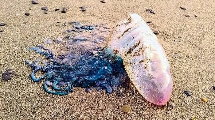 Fresh warning issued as Portuguese Man O'War returns to local beaches Image