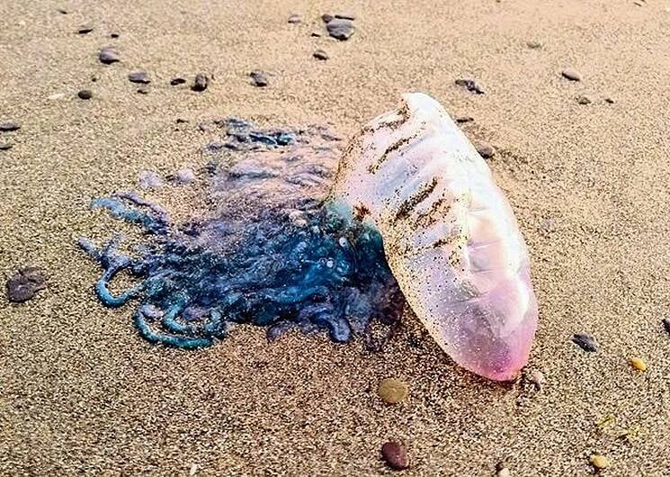 Fresh warning issued as Portuguese Man O'War returns to local beaches Image