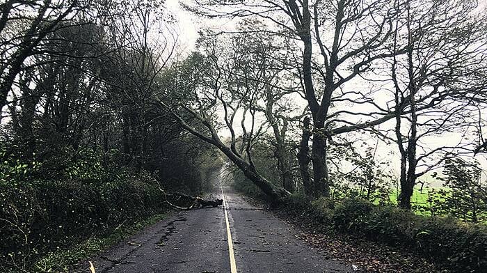 ‘Nearly every route' in West Cork was blocked by trees at some point Image