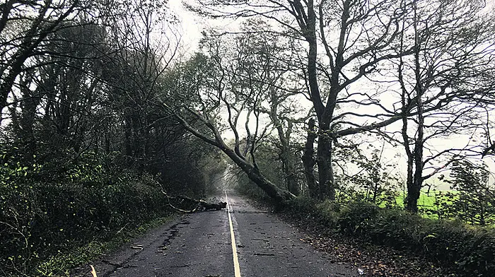 ‘Nearly every route' in West Cork was blocked by trees at some point Image