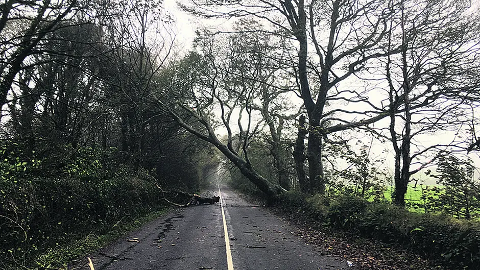 ‘Nearly every route' in West Cork was blocked by trees at some point Image