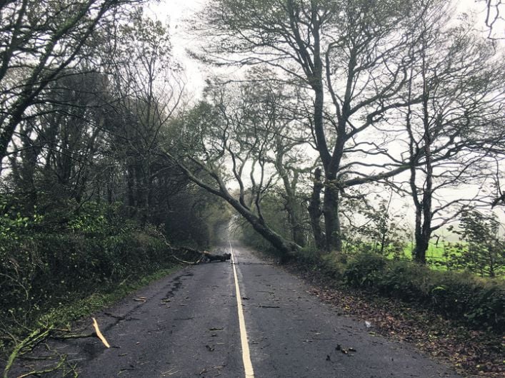‘Nearly every route' in West Cork was blocked by trees at some point Image