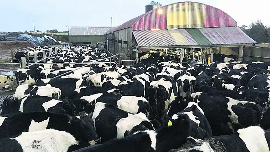 Donal makes sure 1,200 cows from nine herds are milked Image