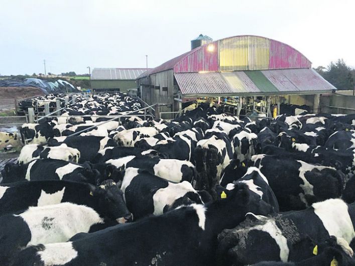 Donal makes sure 1,200 cows from nine herds are milked Image