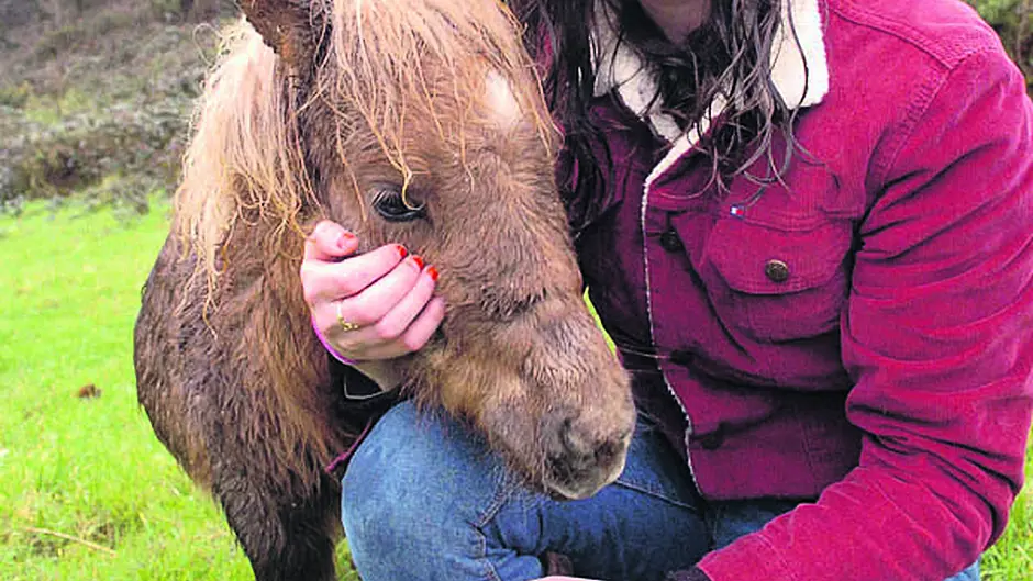 Alice's pony charms Southern Star's huge Facebook audience Image