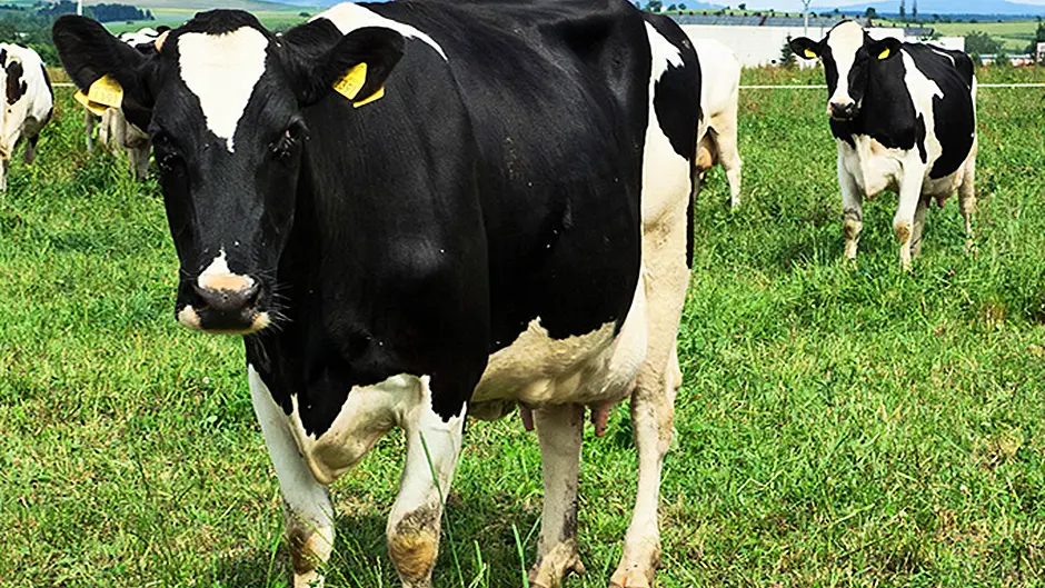Farmer makes appeal as gardaí issue warning over stolen cattle Image