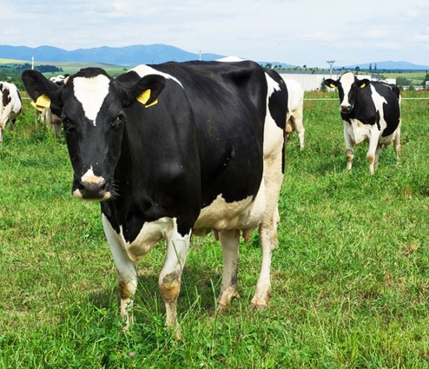 Farmer makes appeal as gardaí issue warning over stolen cattle Image