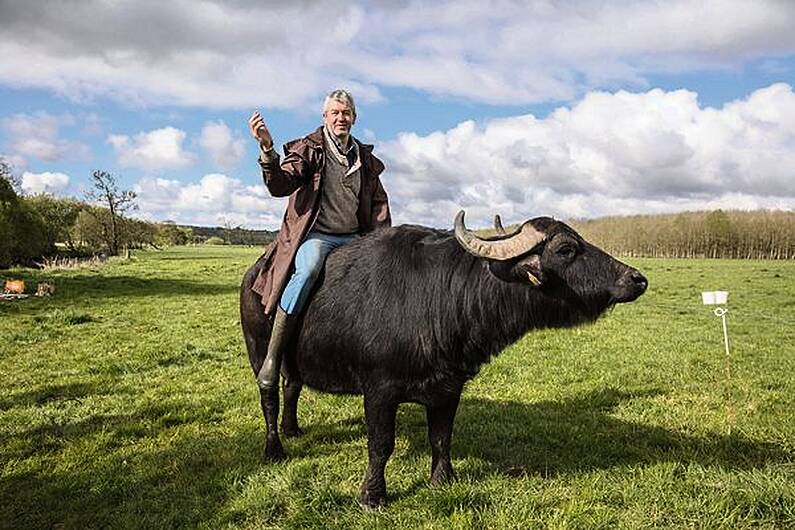 Macroom buffalo cheese takes world gold Image