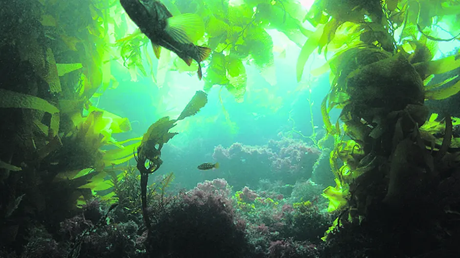 Kelp plan for Bantry Bay gets the  go-ahead Image