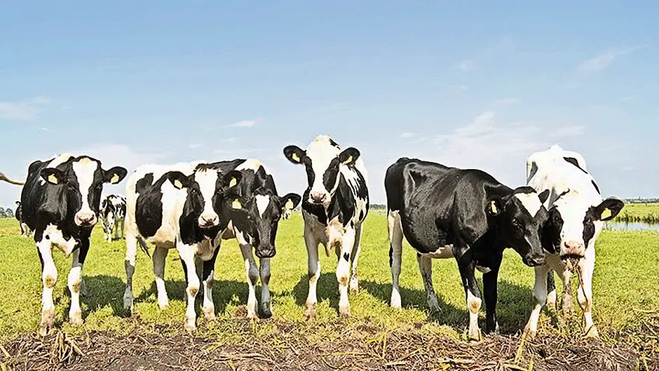 Late pregnancy management  of suckler cows is critical Image