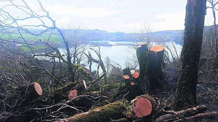 Can't see the wood for the fallen trees Image