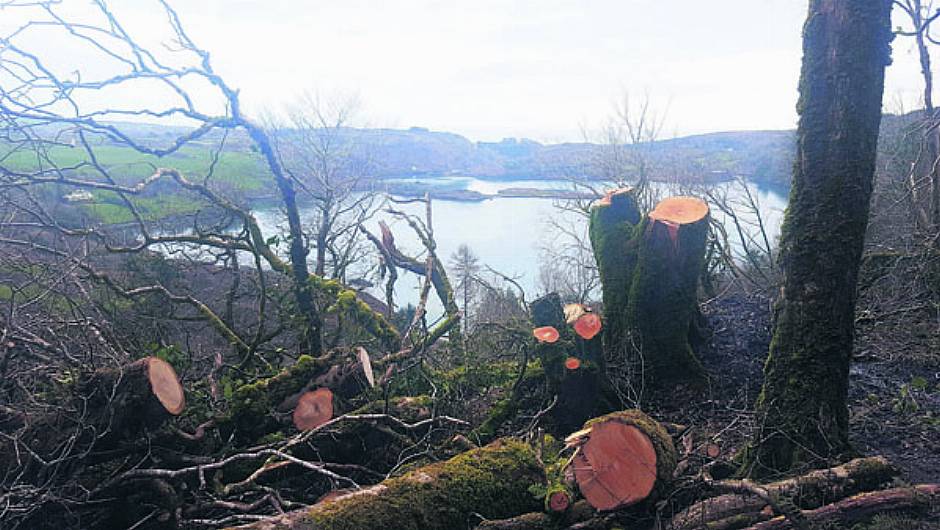 Can't see the wood for the fallen trees Image