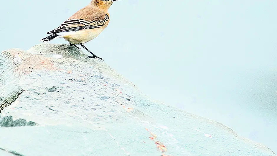 Big distances, tiny bird! Image