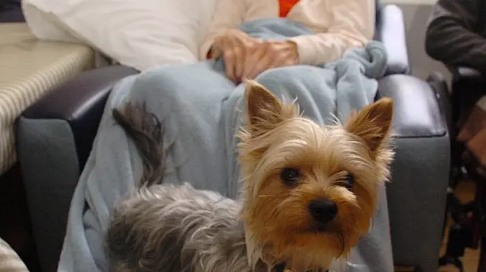 Little Yorkie is a great ‘Buddy' for Skibb hospital's staff and patients Image