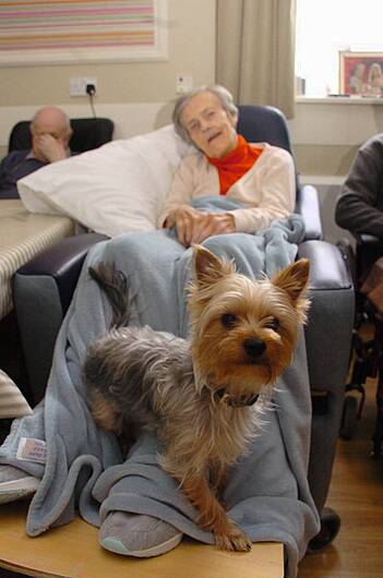 Little Yorkie is a great ‘Buddy' for Skibb hospital's staff and patients Image