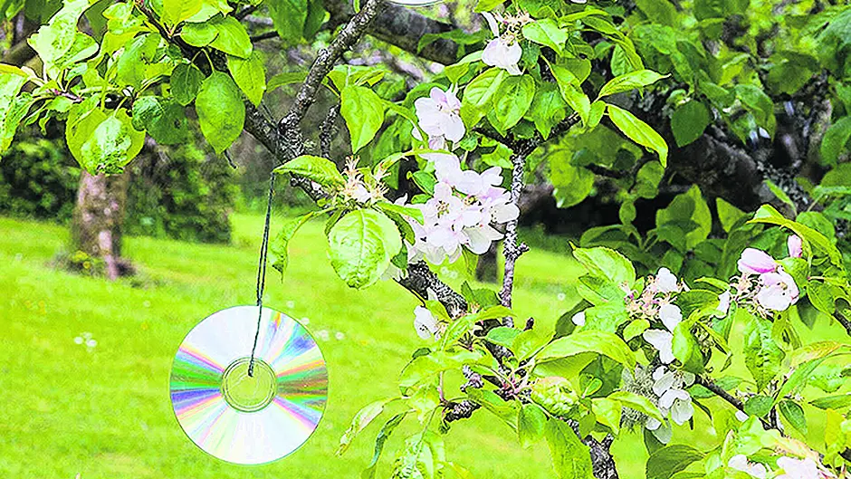 Flowers in a blooming rush make up lost time Image