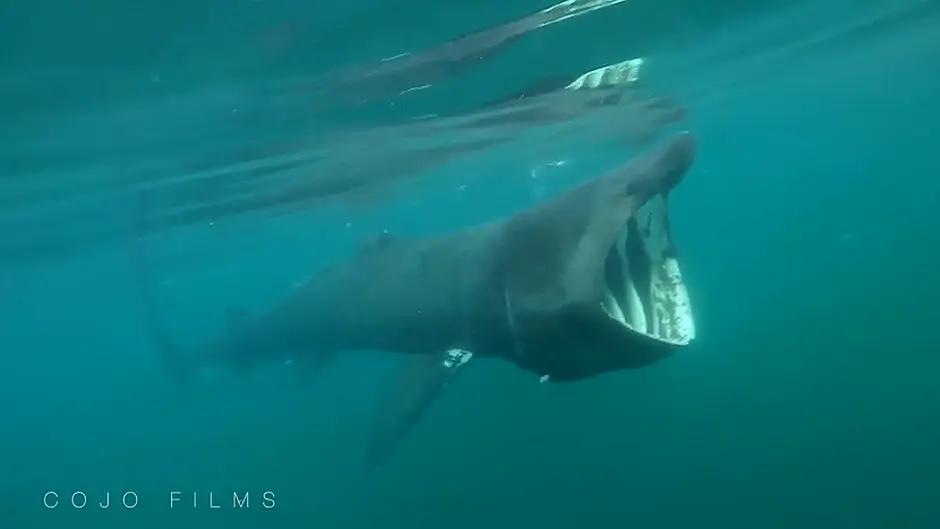 [Watch] Basking shark seen off West Cork coast Image