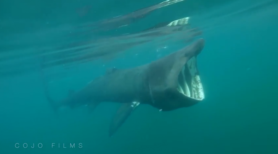 [Watch] Basking shark seen off West Cork coast Image