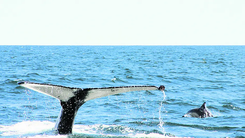 [Video] Whales provide world-class shows for visitors off coast of West Cork Image