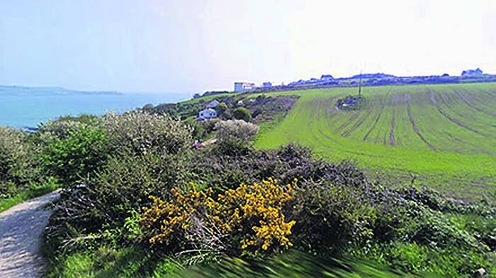 Cattle better looked after than Graball Bay locals Image