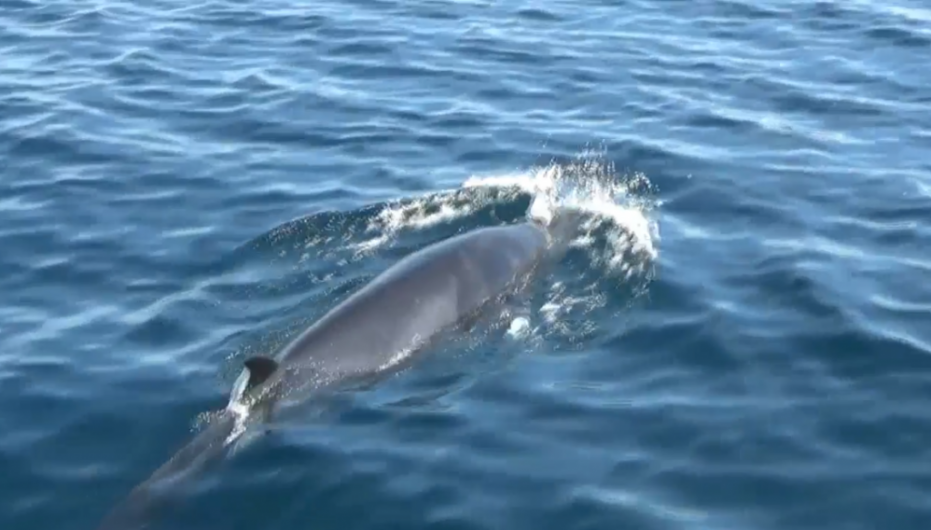 County Cork: Whale & Dolphin Watching Boat Trip