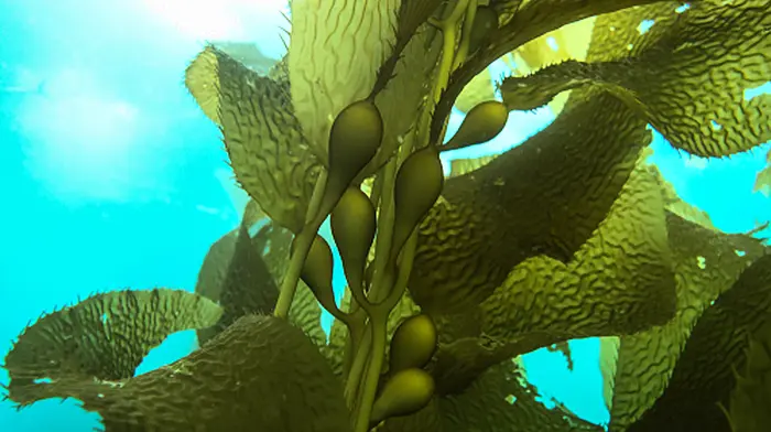 Minister won't grant any future seaweed harvesting licences  Image