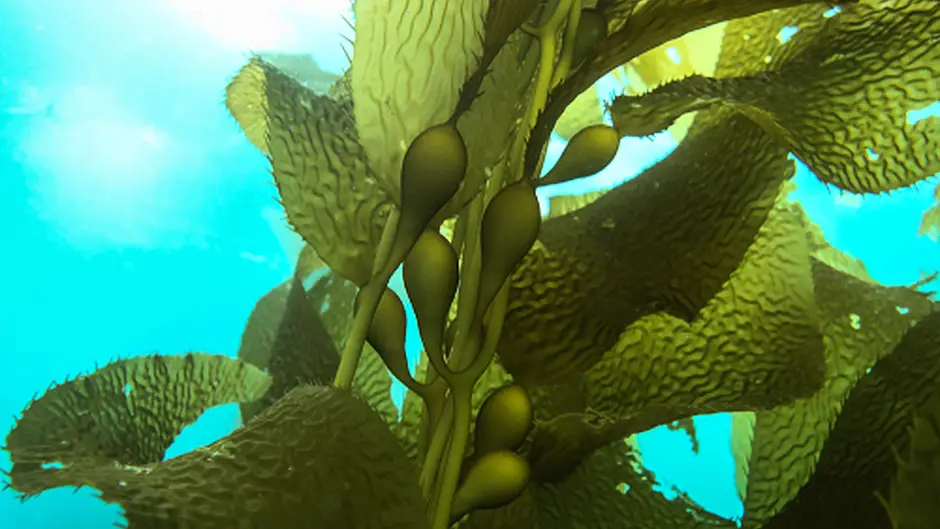 Minister won't grant any future seaweed harvesting licences  Image