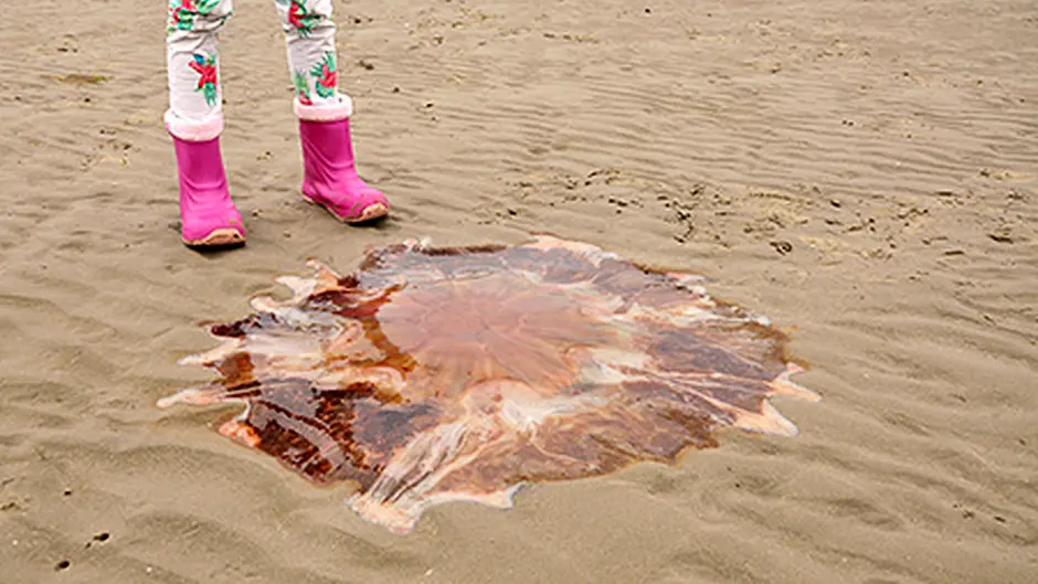 WARNING: Lion's Mane jellyfish invade West Cork waters! Image