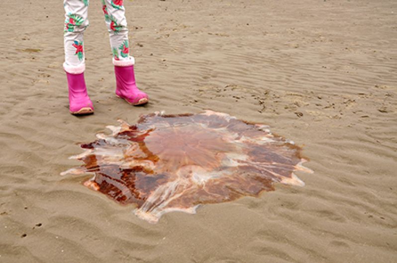 WARNING: Lion's Mane jellyfish invade West Cork waters! Image