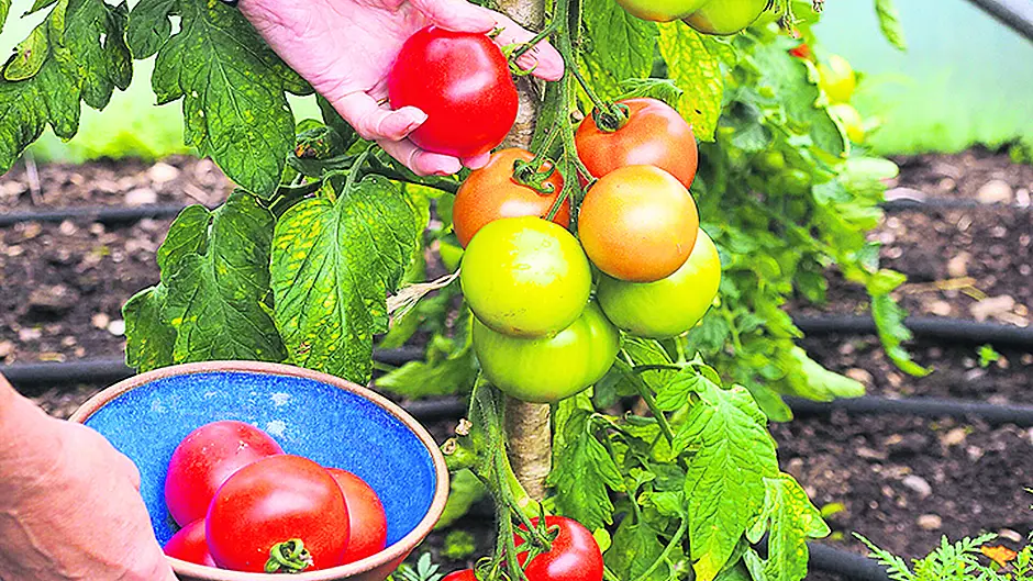 Plants will weather the dry spell to thrive again Image