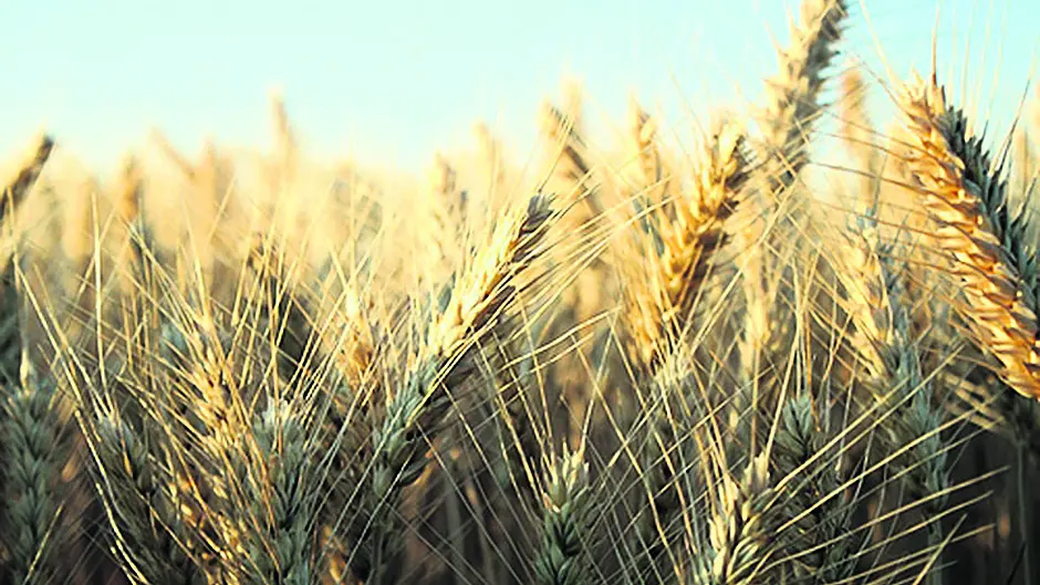 Scramble for straw due to ‘empty farm sheds' Image