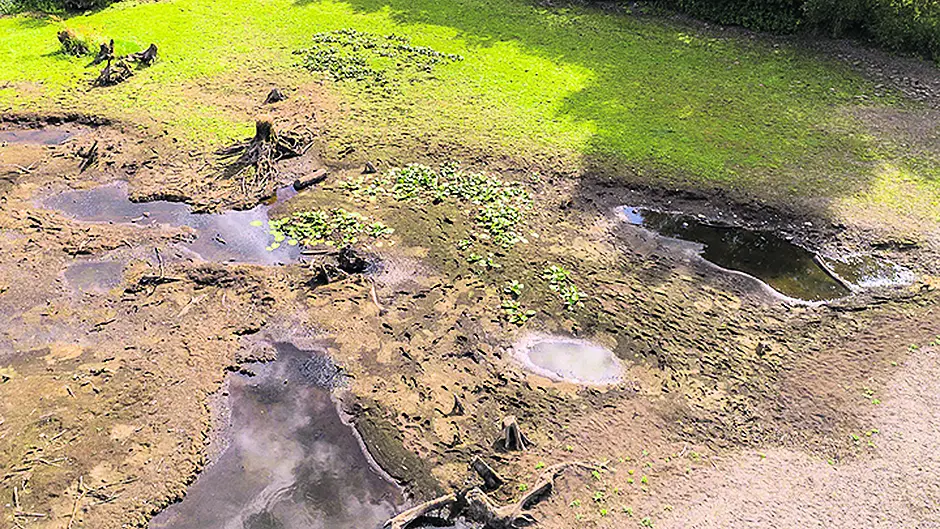 Concern at lack of management of Gearagh reserve Image